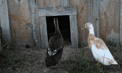 View of ducks outside of the door to the duck house